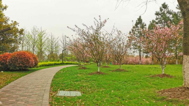 春天公园美景图片 第3张