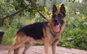 狼狗图片 第3张