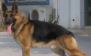 狼狗图片 第2张