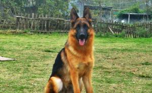 狼狗图片 第5张