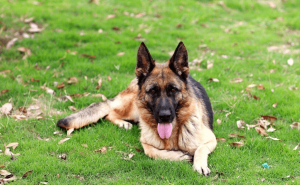 狼狗图片 第7张