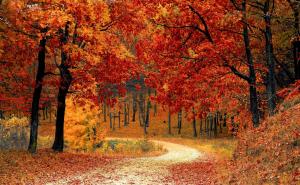 秋天树林小路图片