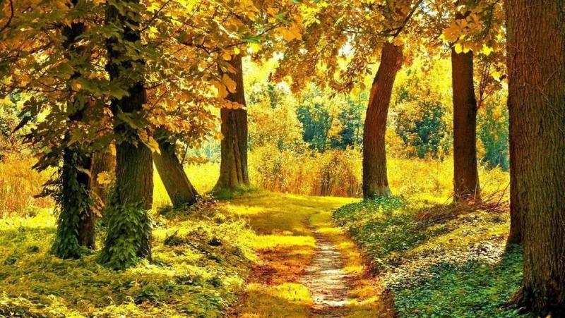 秋天树林小路图片 第2张