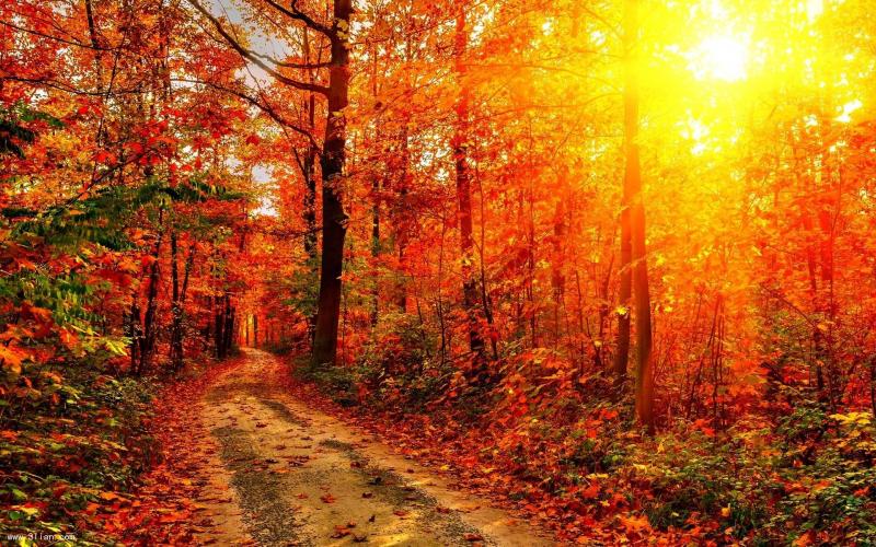 秋天树林小路图片 第3张