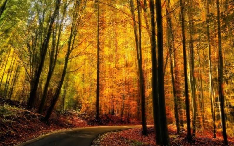 秋天树林小路图片 第4张