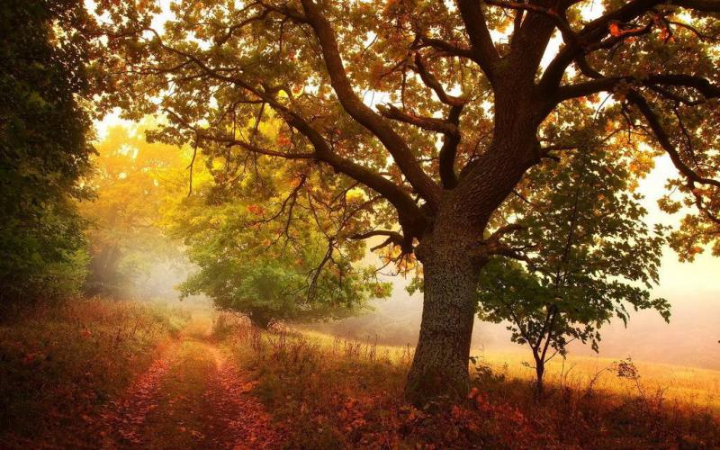 秋天树林小路图片 第5张