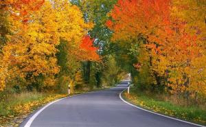 秋天树林小路图片 第8张