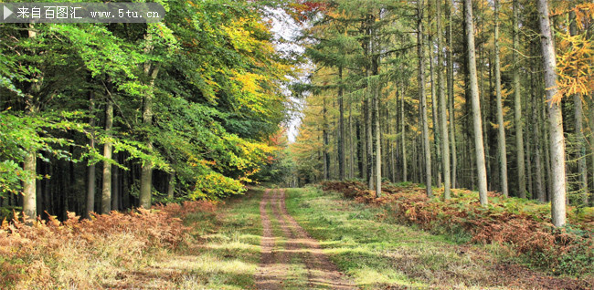 秋天树林小路图片 第7张