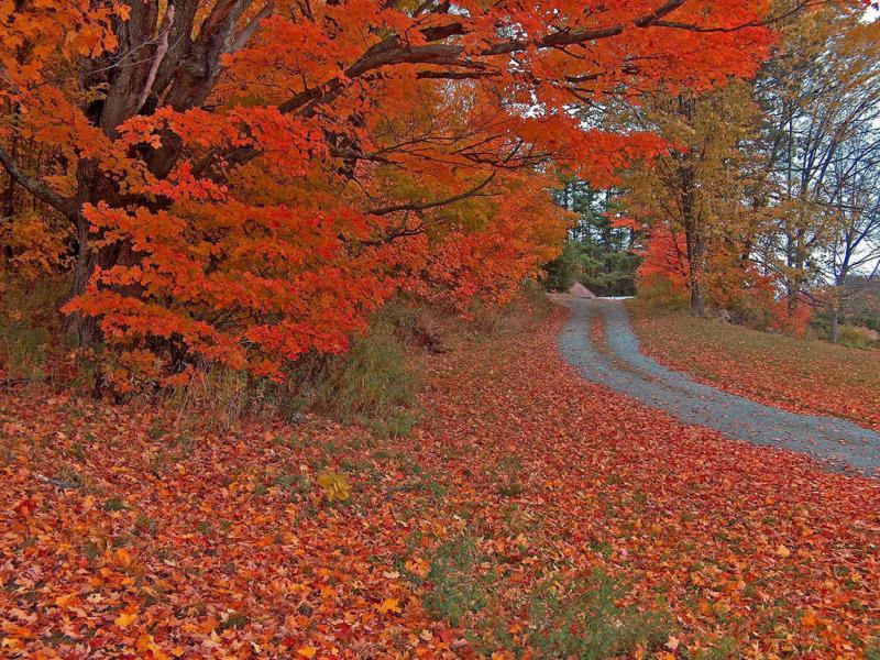 秋天树林小路图片 第10张