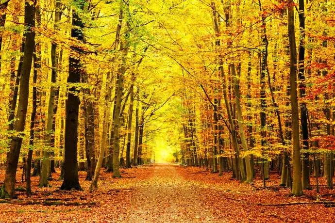 秋天树林小路图片 第11张