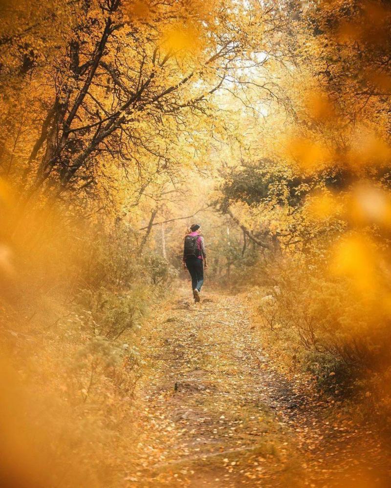 秋天树林散步图片 第2张