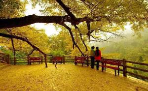 秋天树林散步图片 第5张