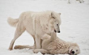 北极白狼图片 第1张