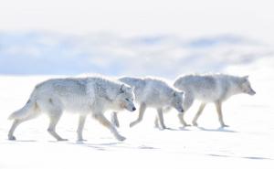 北极白狼图片 第2张