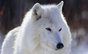 北极白狼图片 第3张