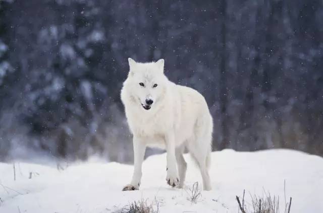 北极白狼图片 第4张
