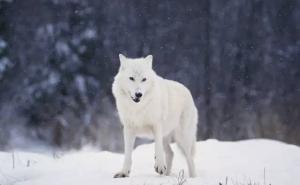 北极白狼图片 第4张
