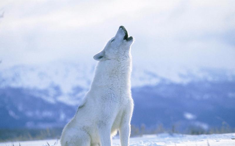 北极白狼图片 第5张