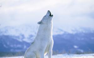 北极白狼图片 第5张