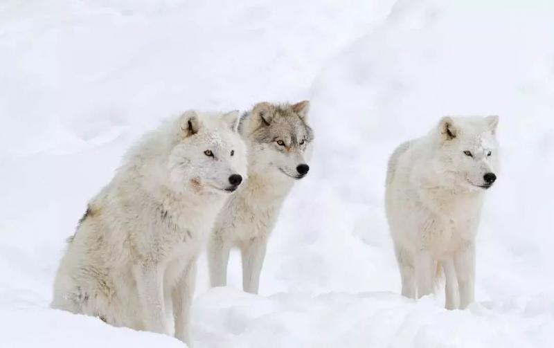 北极白狼图片 第7张