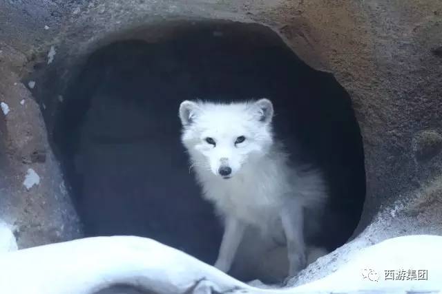 北极白狼图片 第6张