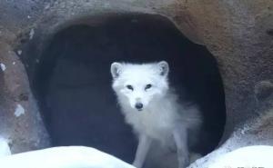 北极白狼图片 第6张