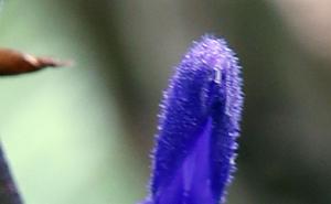 鼠尾草图片 第7张