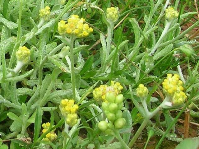 鼠曲草图片 第1张