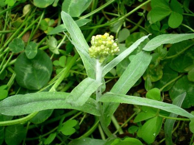 鼠曲草图片 第3张