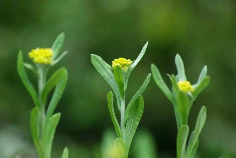 鼠曲草图片 第5张