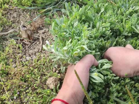 鼠曲草图片 第4张