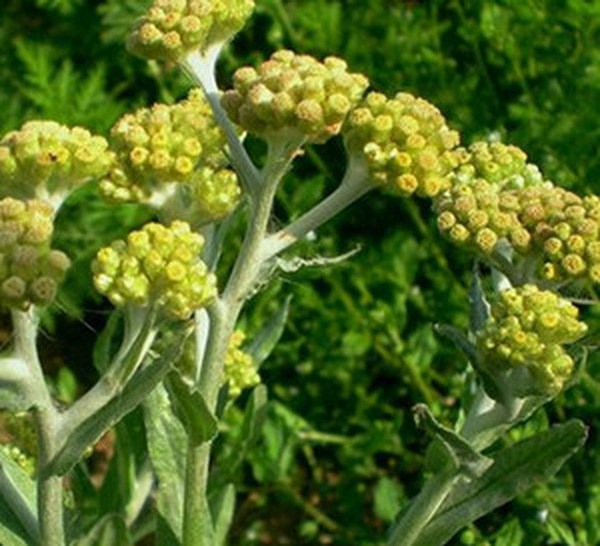 鼠曲草图片 第8张