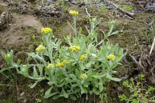 鼠曲草图片 第7张