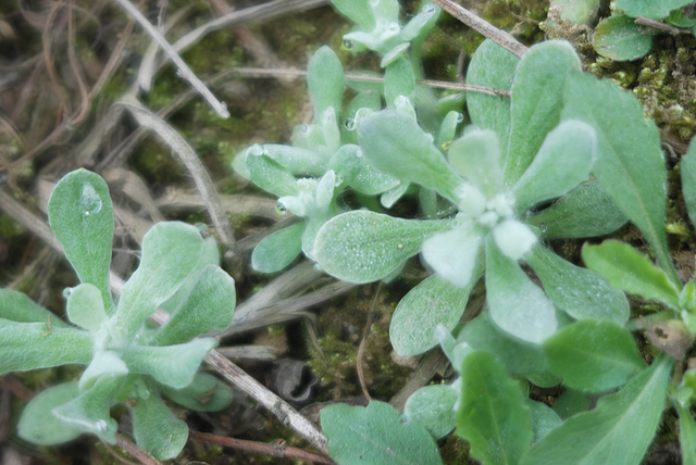 鼠曲草图片 第11张