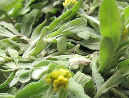 鼠曲草图片 第10张