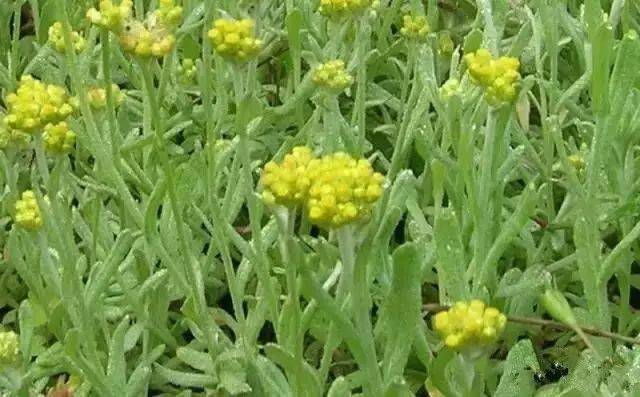 鼠曲草图片 第9张