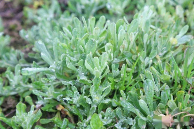 鼠曲草图片 第12张