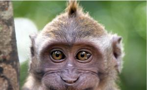 猴子笑容图片 第2张
