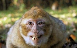 猴子笑容图片 第4张