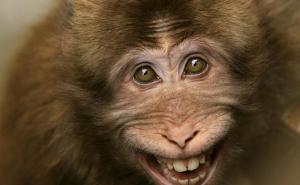 猴子笑容图片 第7张