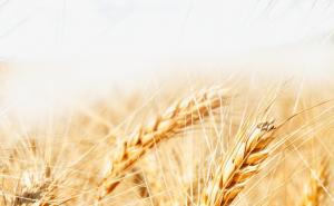 麦子丰收图片 第4张