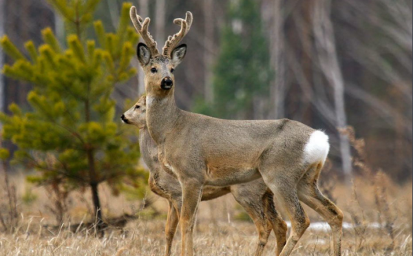 狍子图片 第2张