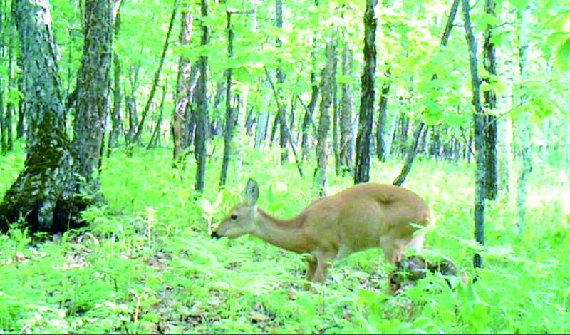 狍子图片 第3张