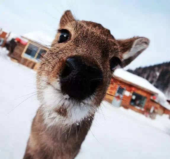 狍子图片 第6张