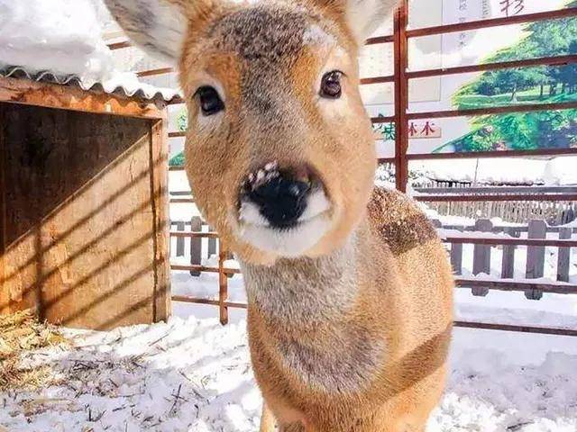 狍子图片 第5张