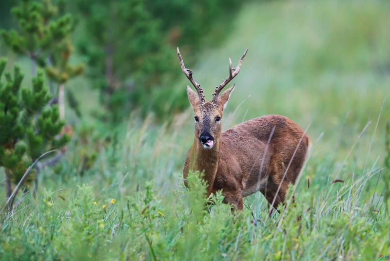 狍子图片 第7张