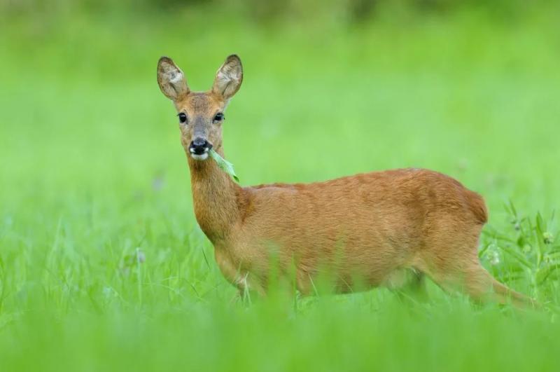 狍子图片 第9张