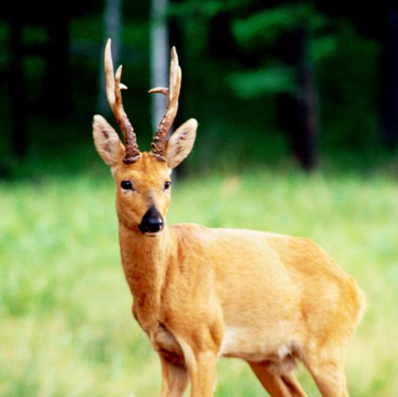 狍子图片 第10张
