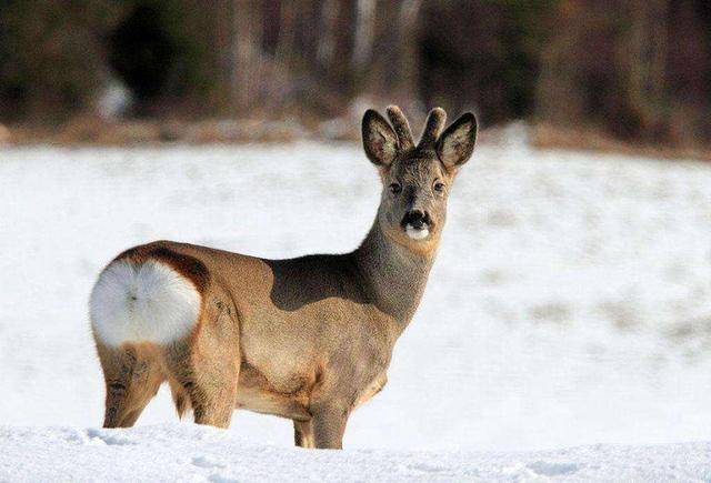傻狍子图片 第1张