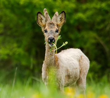 傻狍子图片 第3张